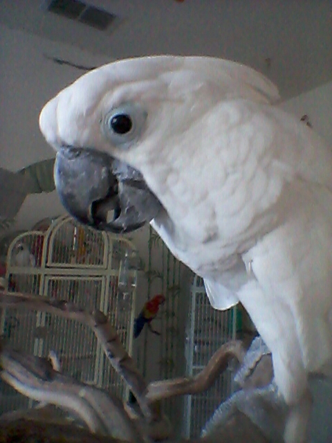Zoey, a foster cockatoo