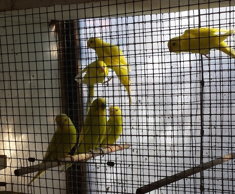 Rescued parakeets