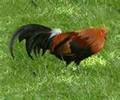 Free Copyright Picture of Red Rooster Bird