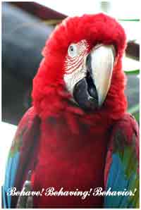 GW Macaw