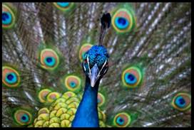 peacock - pretty boy - Oct2011_newsletter.JPG