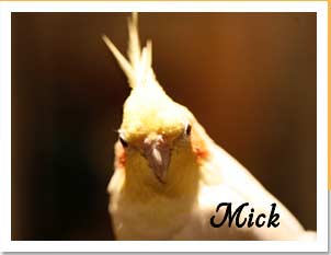 Mick the Cockatiel