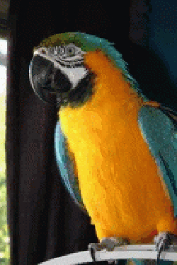 Macaw