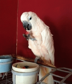 Cockatoo