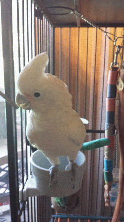 Cockatoo