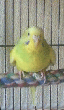 Parakeet