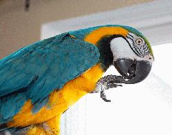 Macaw