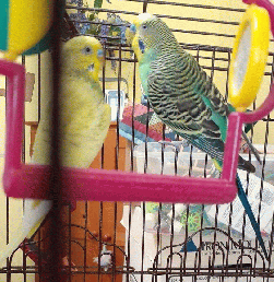 Parakeet