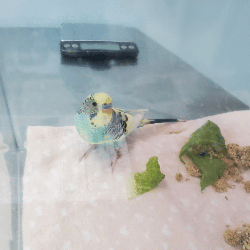 Parakeet