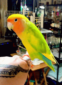 Lovebird