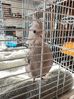 Cockatiel