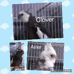 Clover (Bonded with Aster)