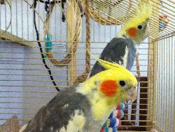Cockatiel