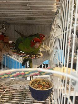 Conures of Telegraph Hill