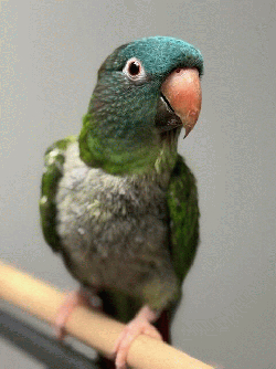 Conure