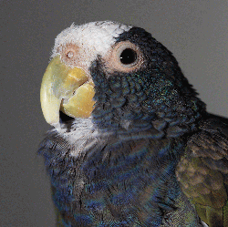 Pionus