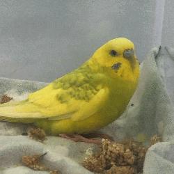 Parakeet