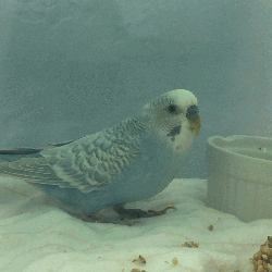 Iverson (Budgie 3)