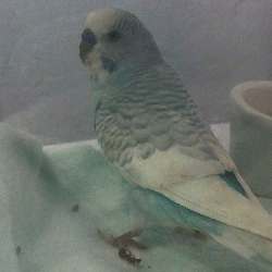 Favre (Budgie 4)