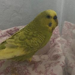 DiMaggio (Budgie 5)