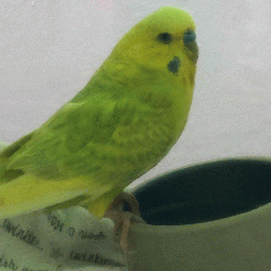 Ronaldo (Budgie 7)