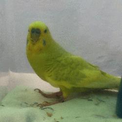 Parakeet