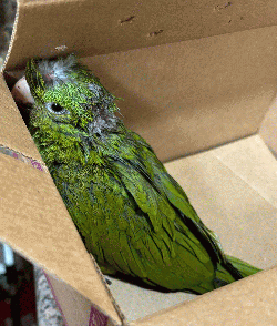 Conures of Telegraph Hill