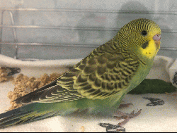 Parakeet