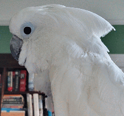 Cockatoo