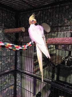 Cockatiel