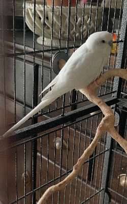 Parakeet