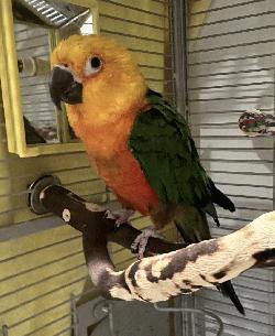 Conure