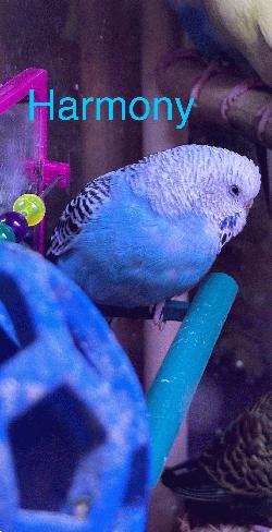 Parakeet