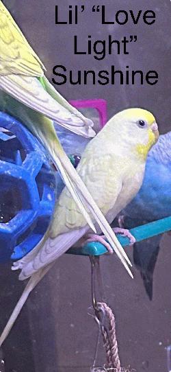 Parakeet