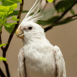 Cockatiel