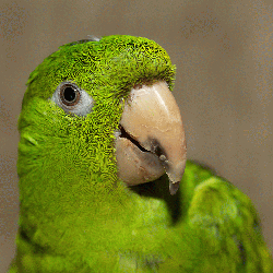 Conure