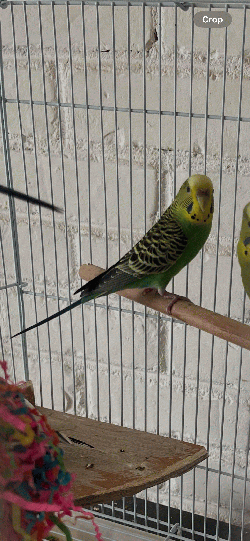 Parakeet