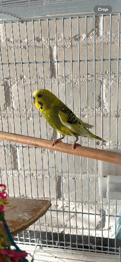 Parakeet