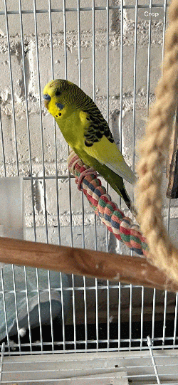 Parakeet