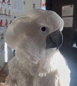 Cockatoo