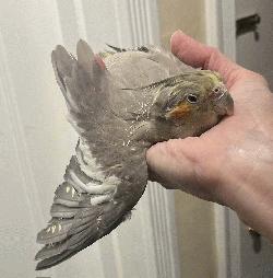 Cockatiel