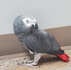 African Grey