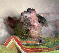 Conure