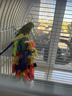 Parakeet