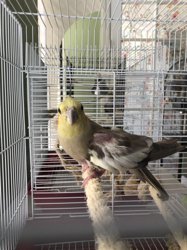 Cockatiel