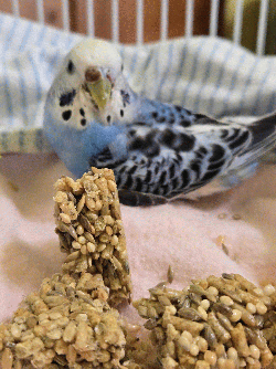 Parakeet