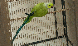 Ringneck