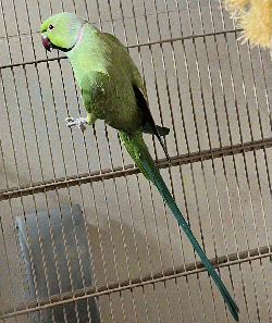 Ringneck
