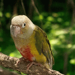 Conure