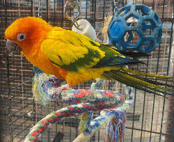 Conure